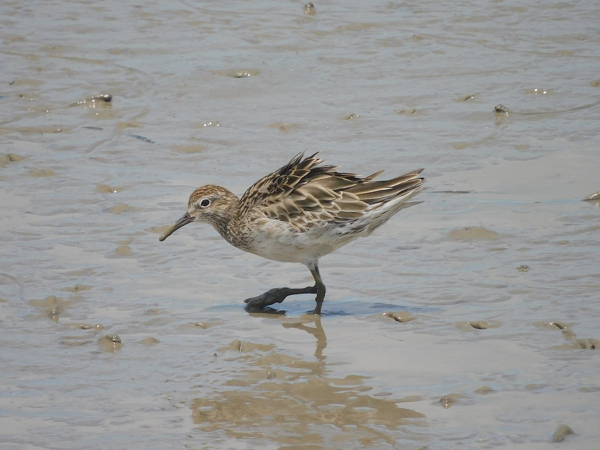Sharp-tailed Sandpiper - ML645640978