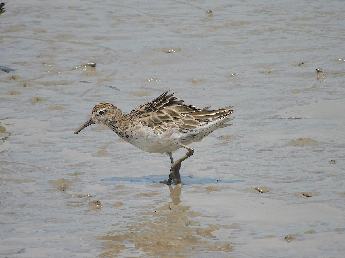 Sharp-tailed Sandpiper - ML645640979