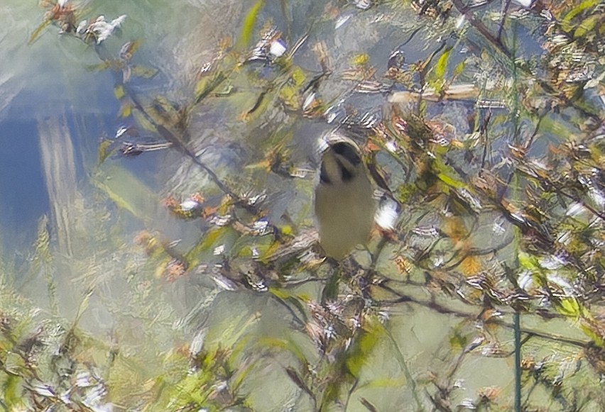 Ochre-rumped Bunting - ML645641022