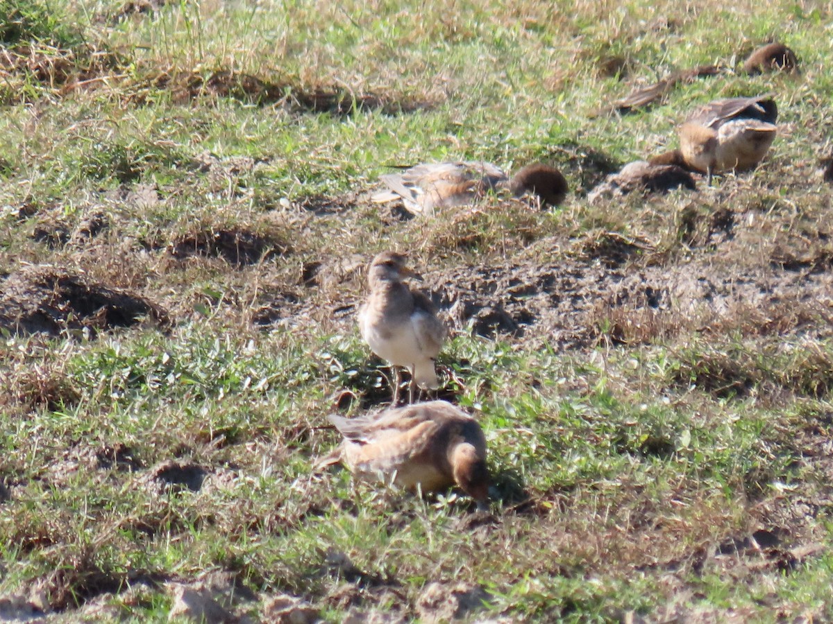 Gray-headed Lapwing - ML645641032
