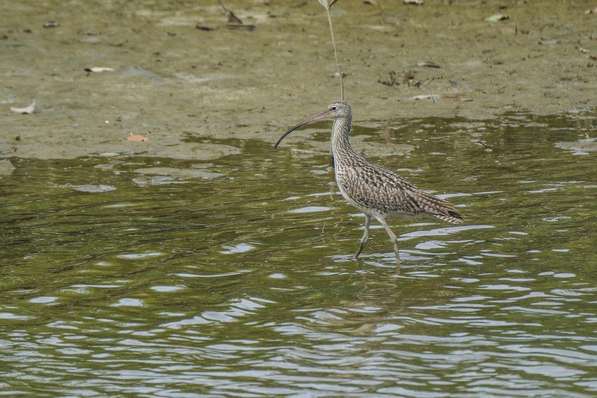 Far Eastern Curlew - ML645641034