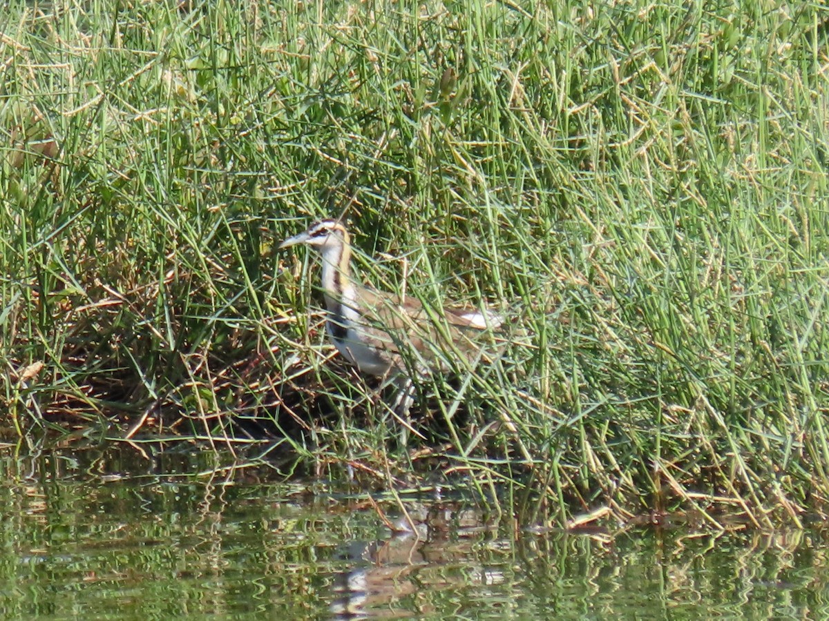 Pheasant-tailed Jacana - ML645641035