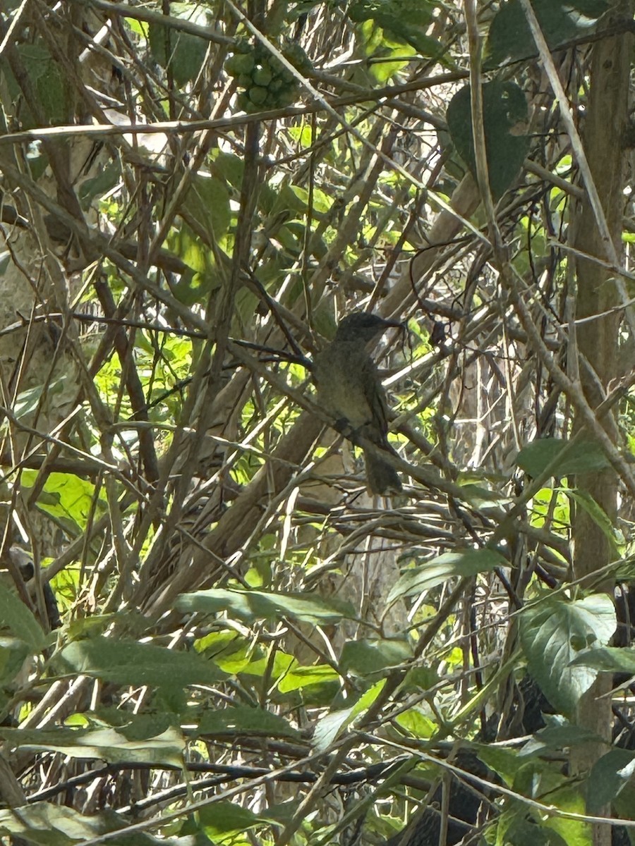 Brown Honeyeater - ML645641036