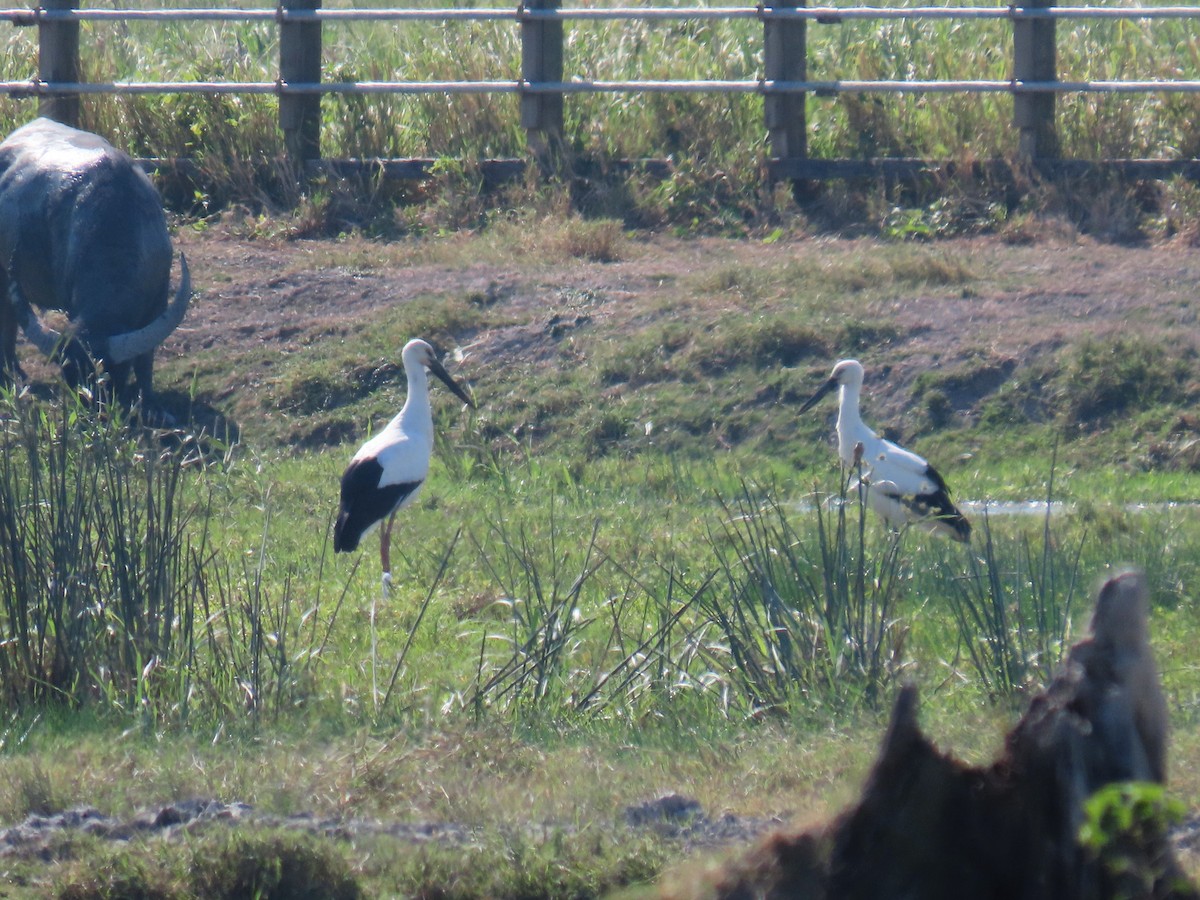 čáp východní - ML645641040