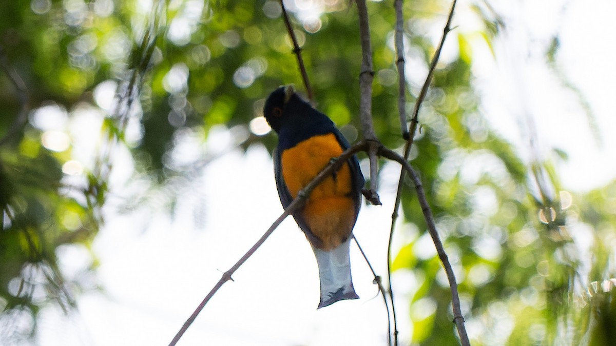 Surucua Trogon - ML645641044