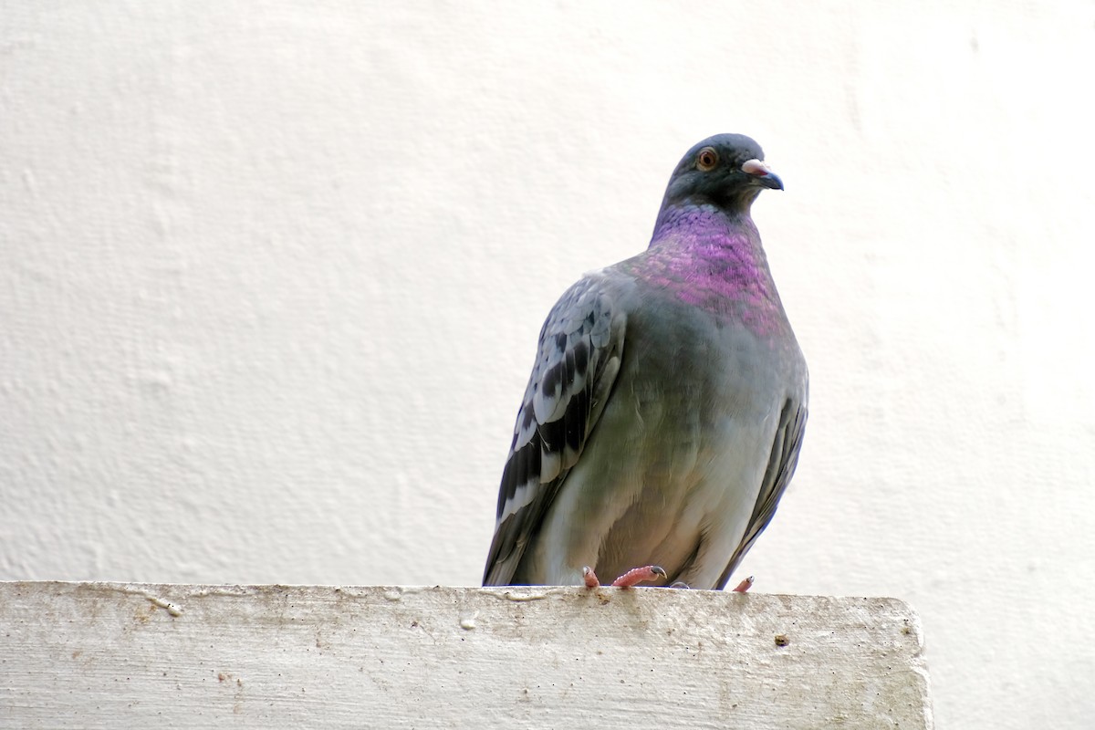 Rock Pigeon (Feral Pigeon) - ML645641063