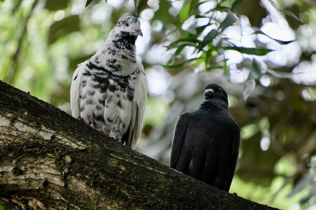 Rock Pigeon (Feral Pigeon) - ML645641065