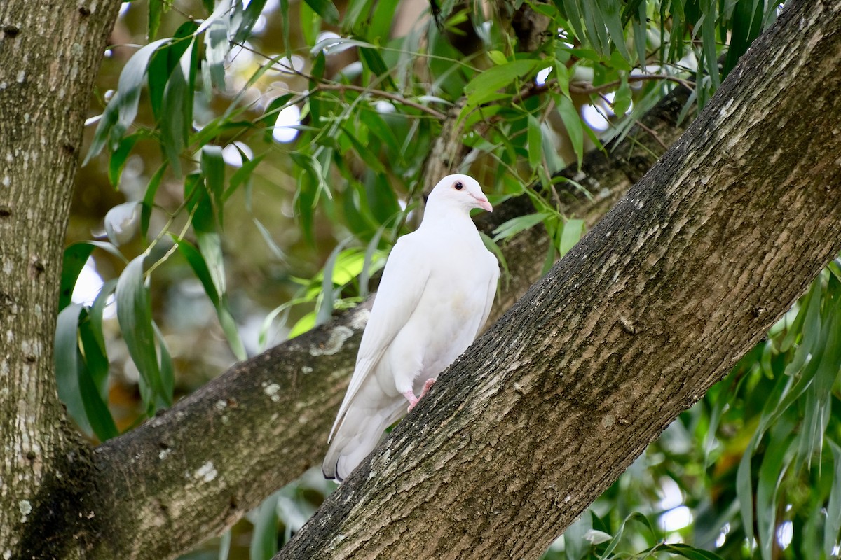 Rock Pigeon (Feral Pigeon) - ML645641066