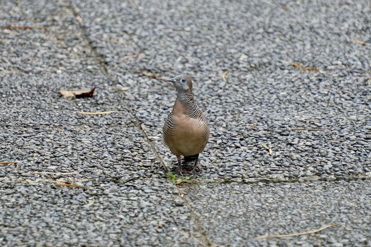 Zebra Dove - ML645641072
