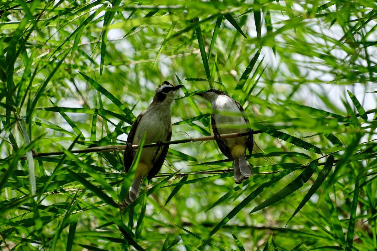 Yellow-vented Bulbul - ML645641073