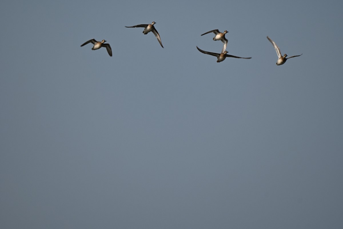 Garganey - ML645641074