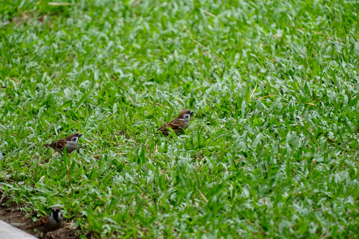 Ağaç Serçesi - ML645641075