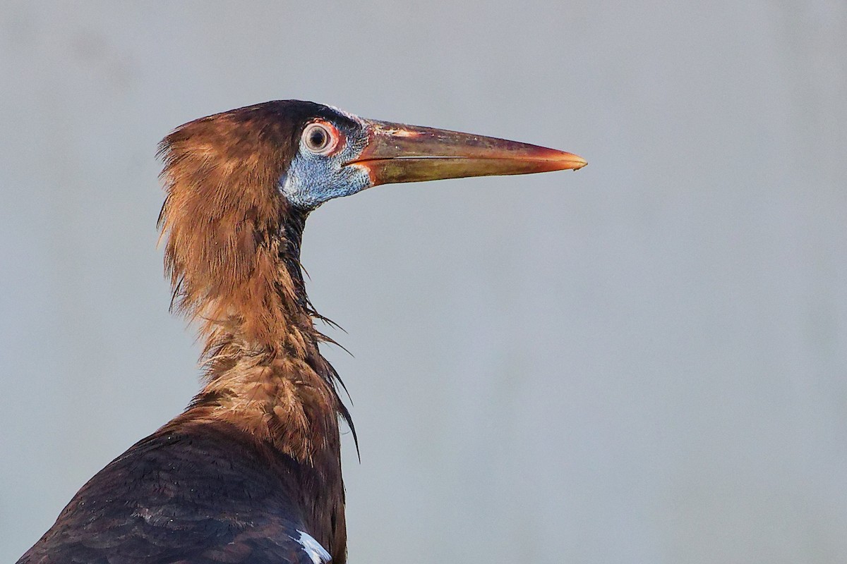 Abdim's Stork - ML645641079