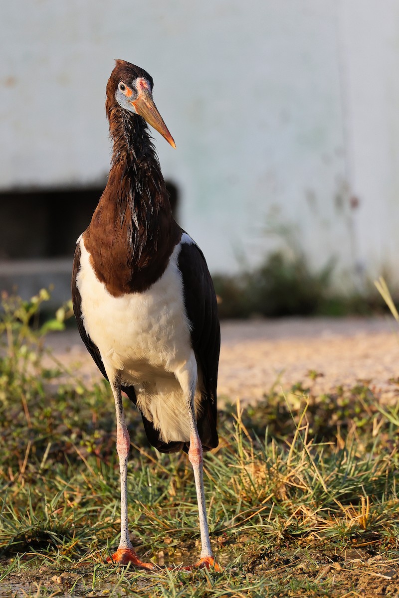 Abdim's Stork - ML645641080