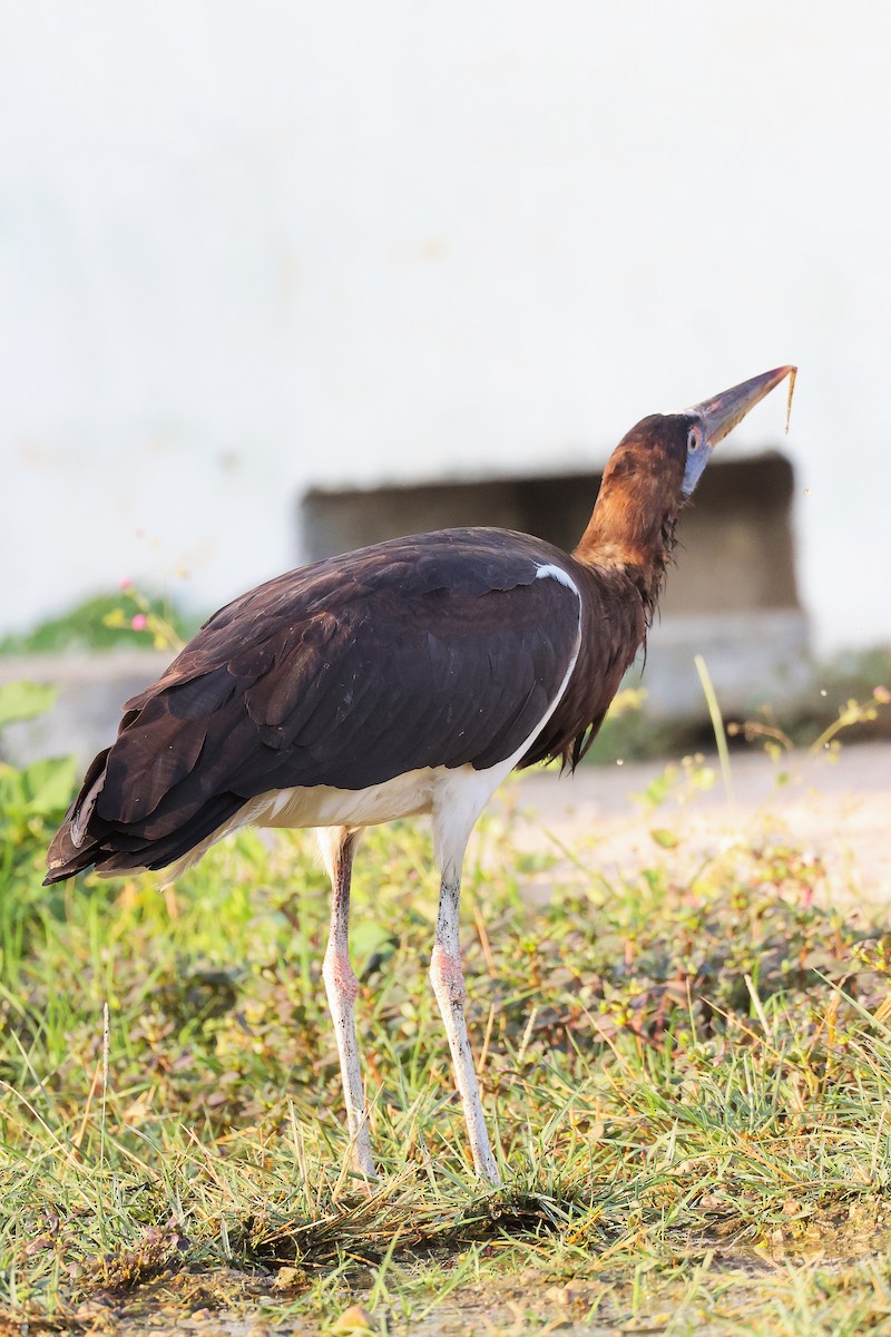 Abdim's Stork - ML645641081