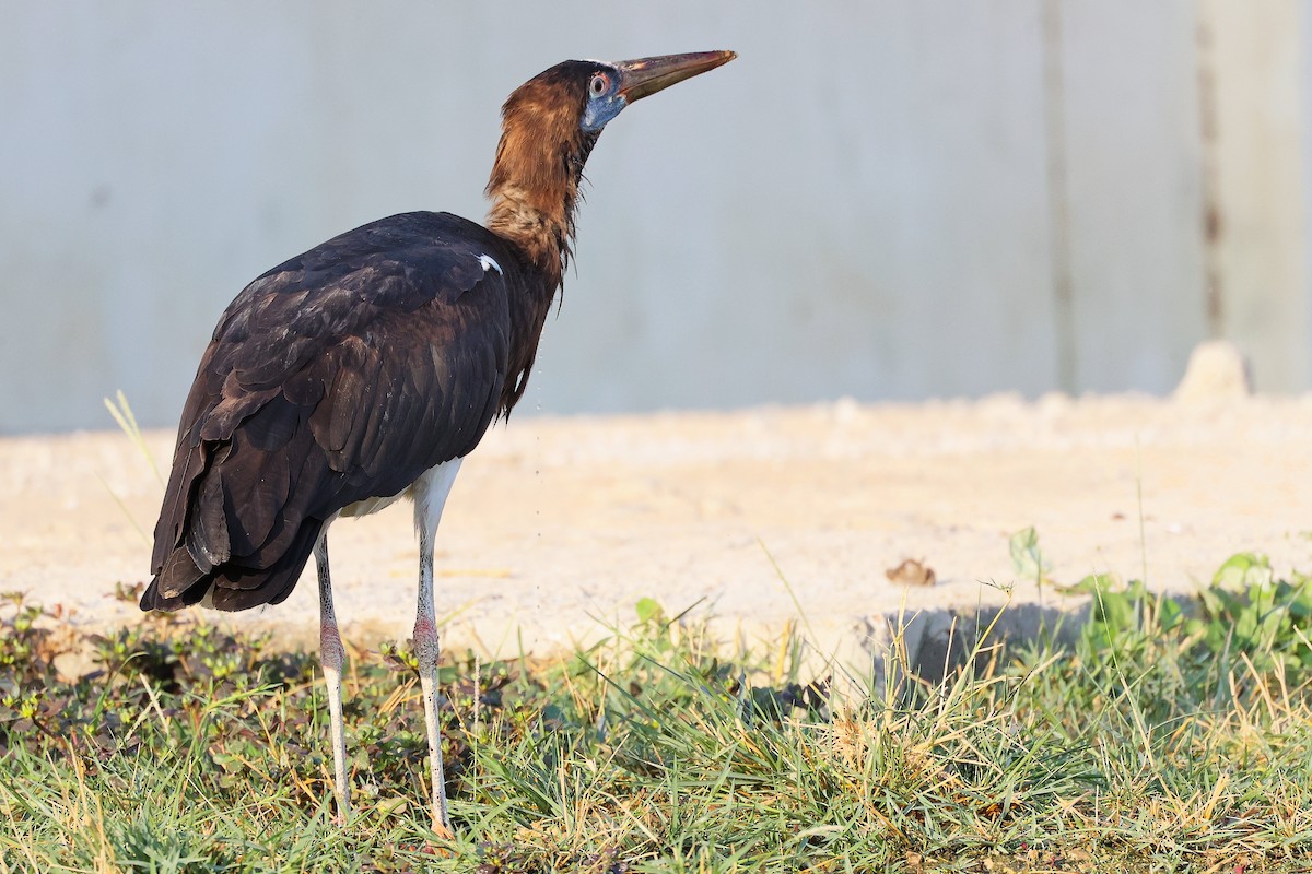 Abdim's Stork - ML645641082