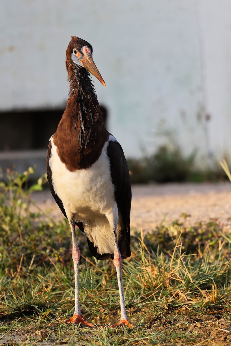 Abdim's Stork - ML645641083