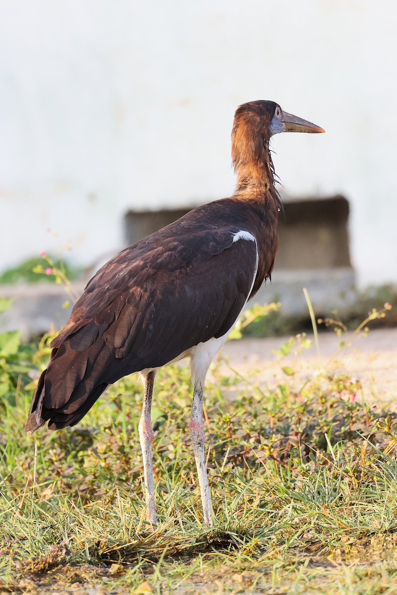 Abdim's Stork - ML645641084