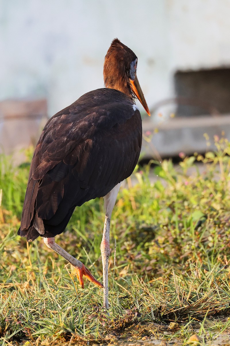 Abdim's Stork - ML645641085