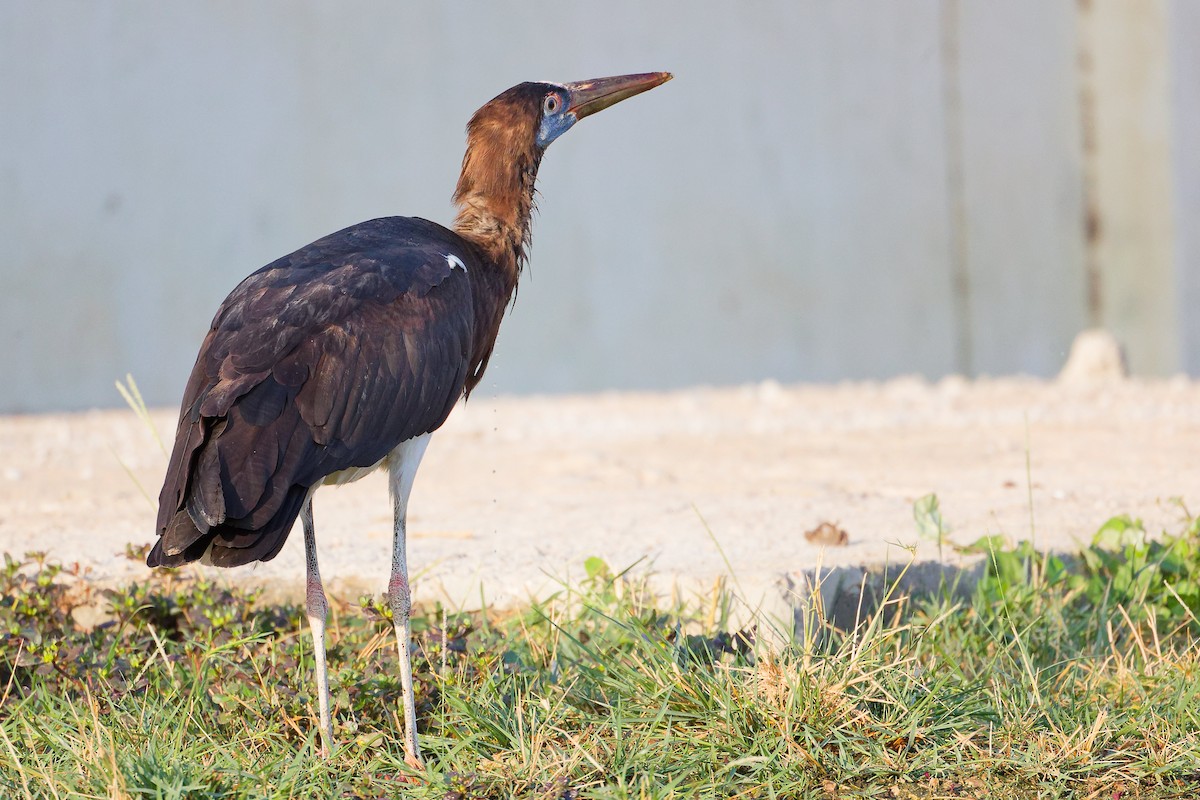 Abdim's Stork - ML645641086
