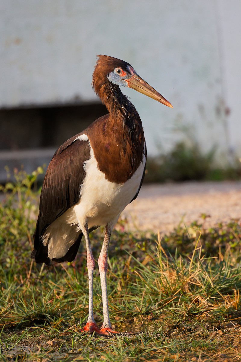 Abdim's Stork - ML645641087