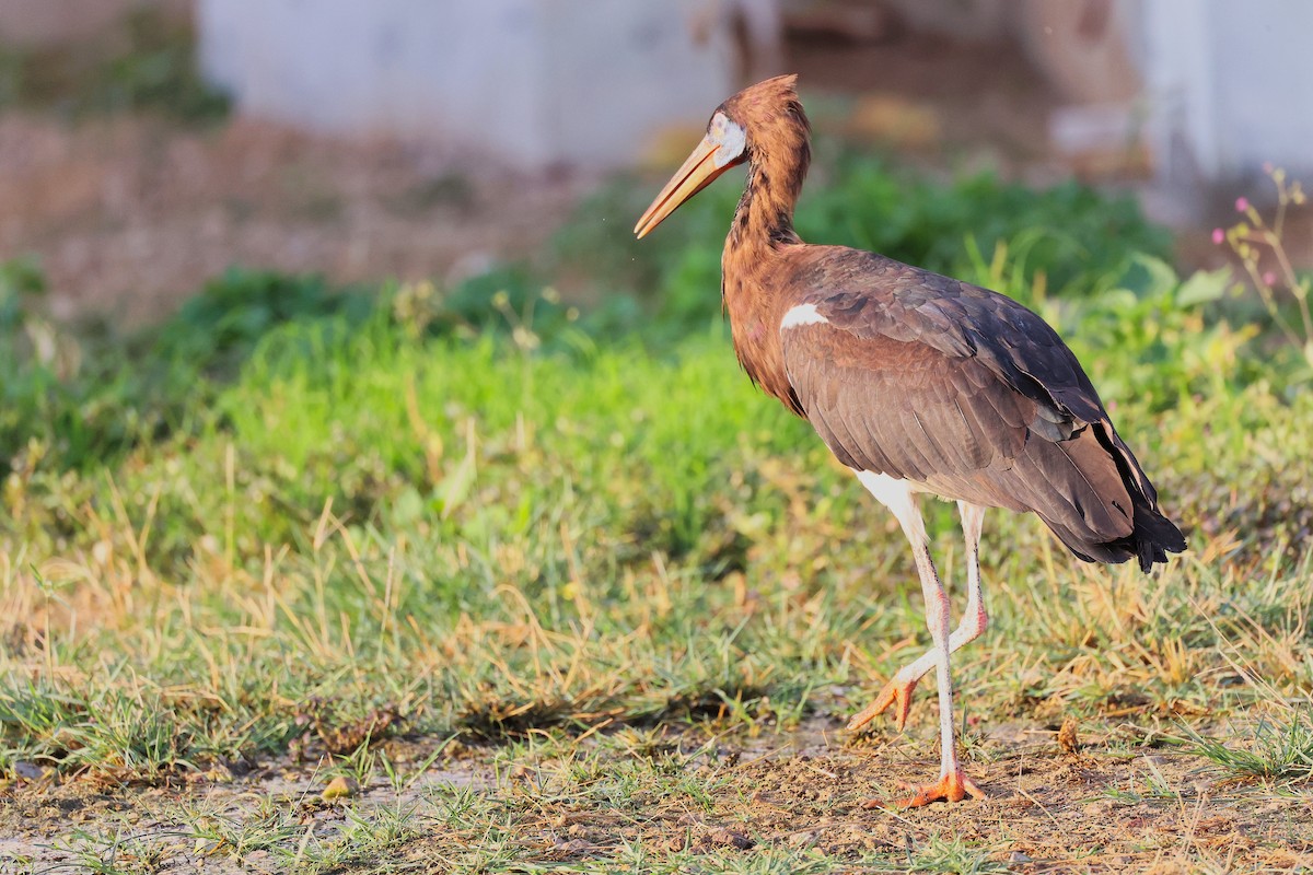 Abdim's Stork - ML645641088