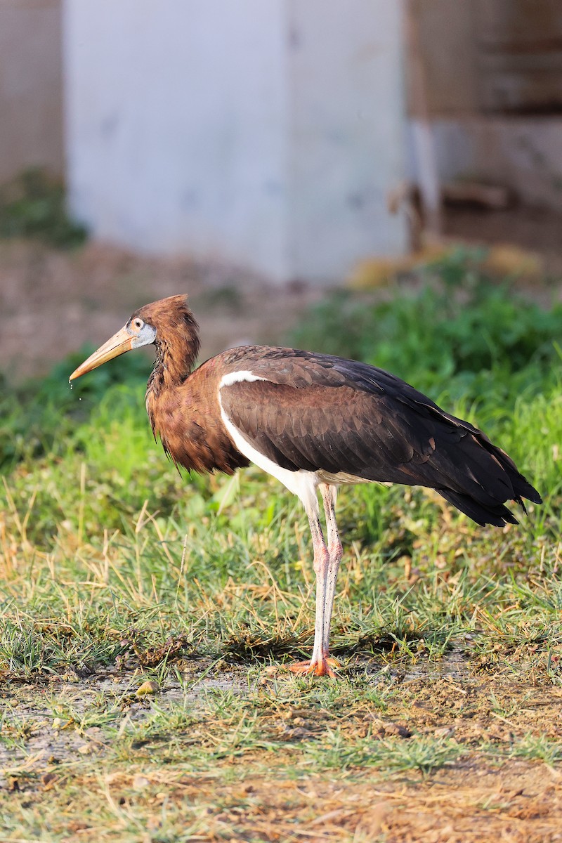Abdim's Stork - ML645641089