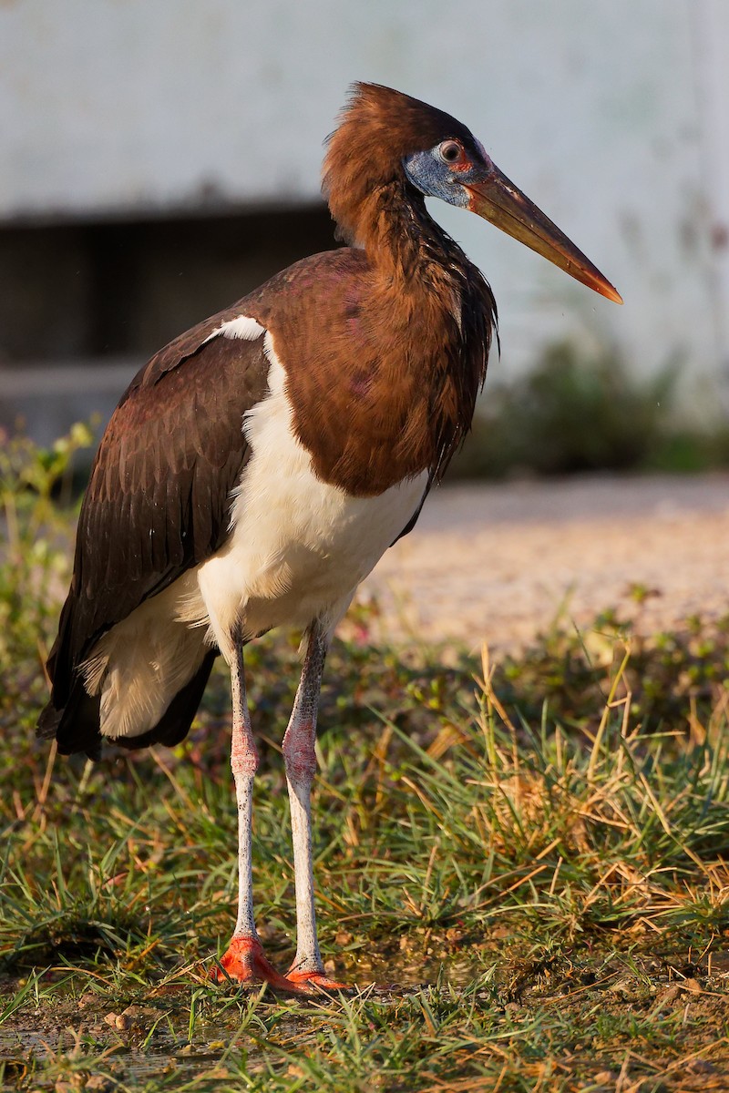 Abdim's Stork - ML645641090