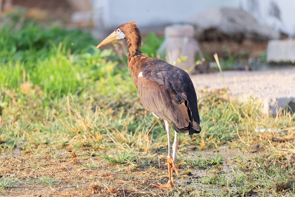 Abdim's Stork - ML645641092