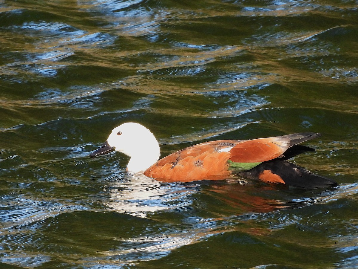 Tarro Maorí - ML645641096