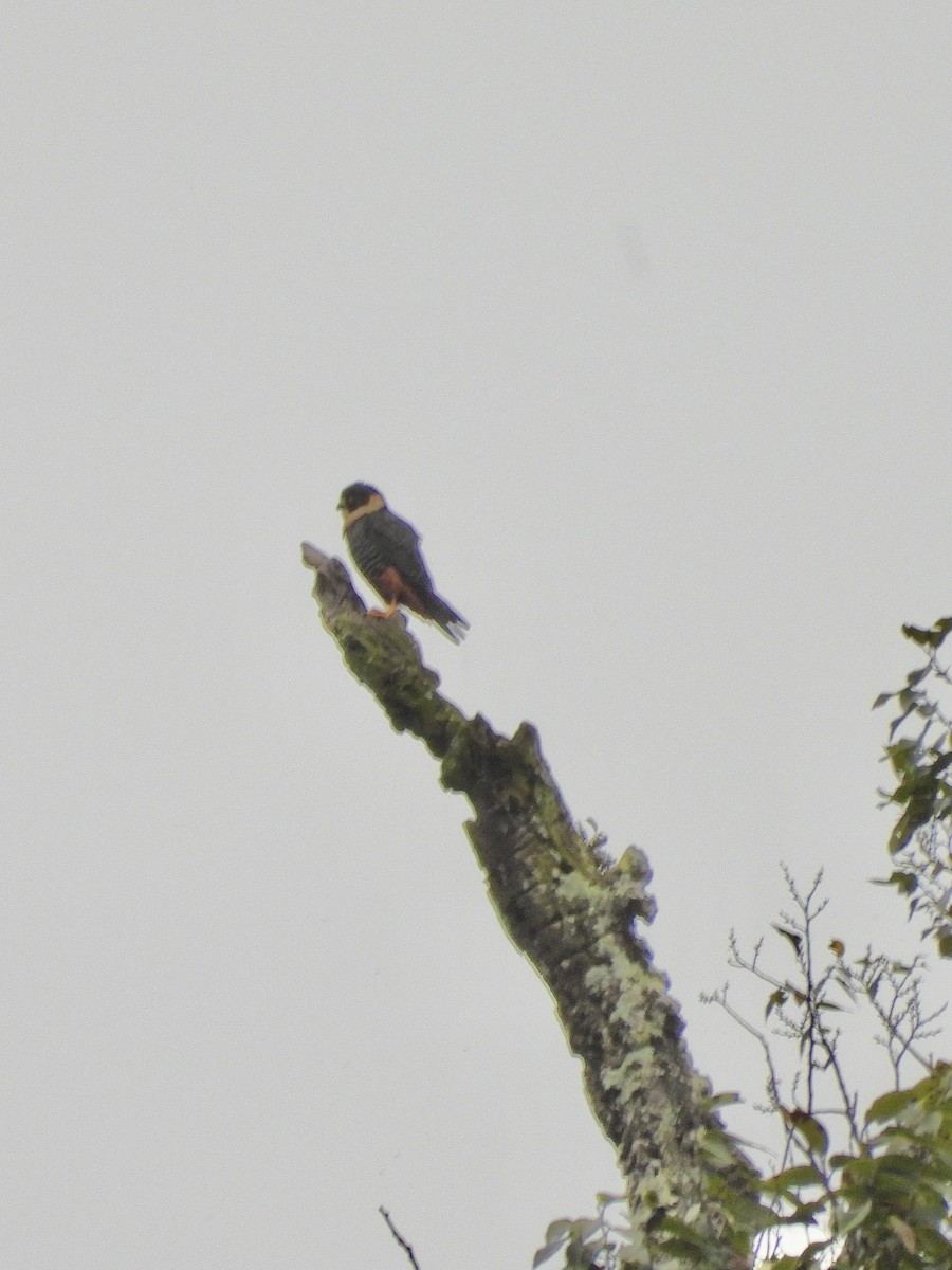 Bat Falcon - ML645641098