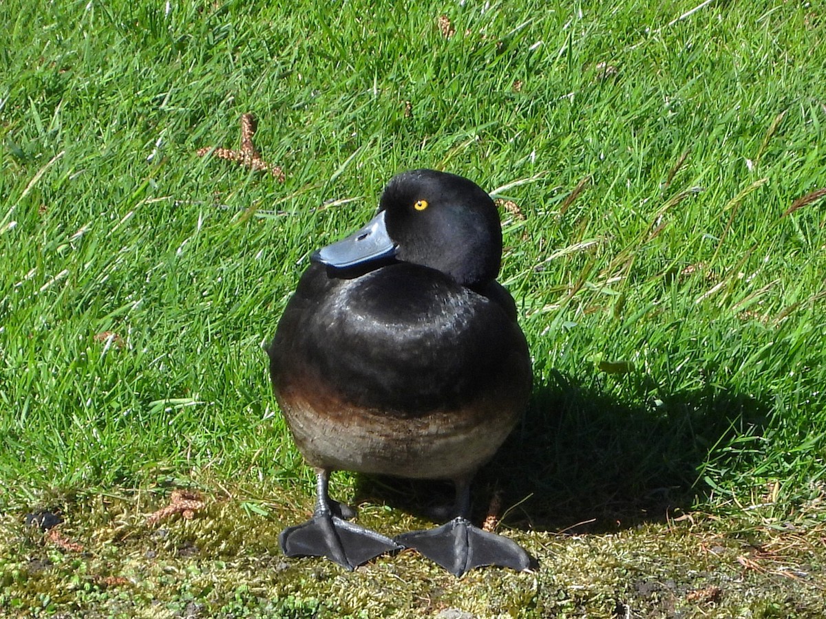 New Zealand Scaup - ML645641100