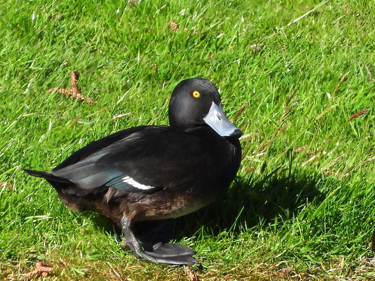 New Zealand Scaup - ML645641101