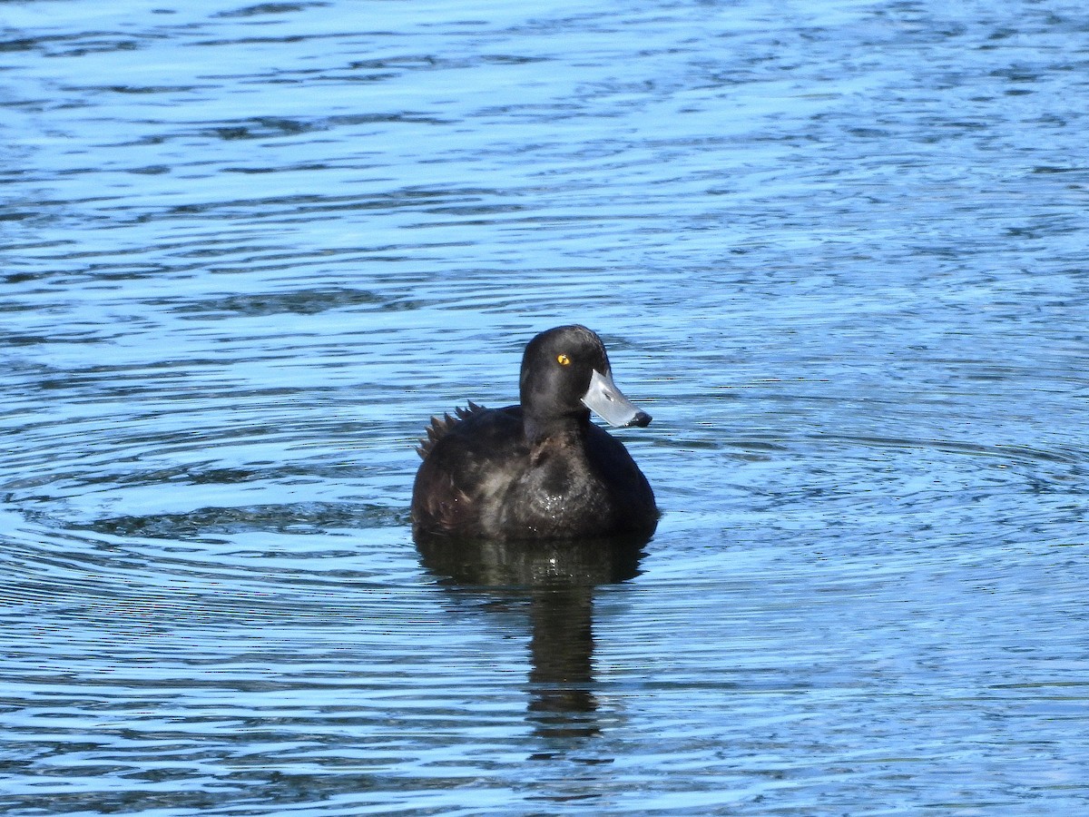 New Zealand Scaup - ML645641103