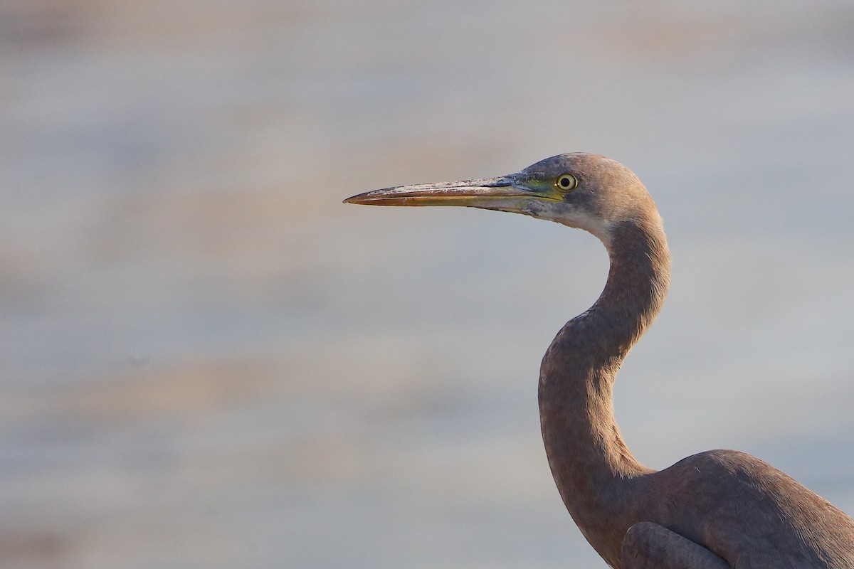 Aigrette à gorge blanche - ML645641104