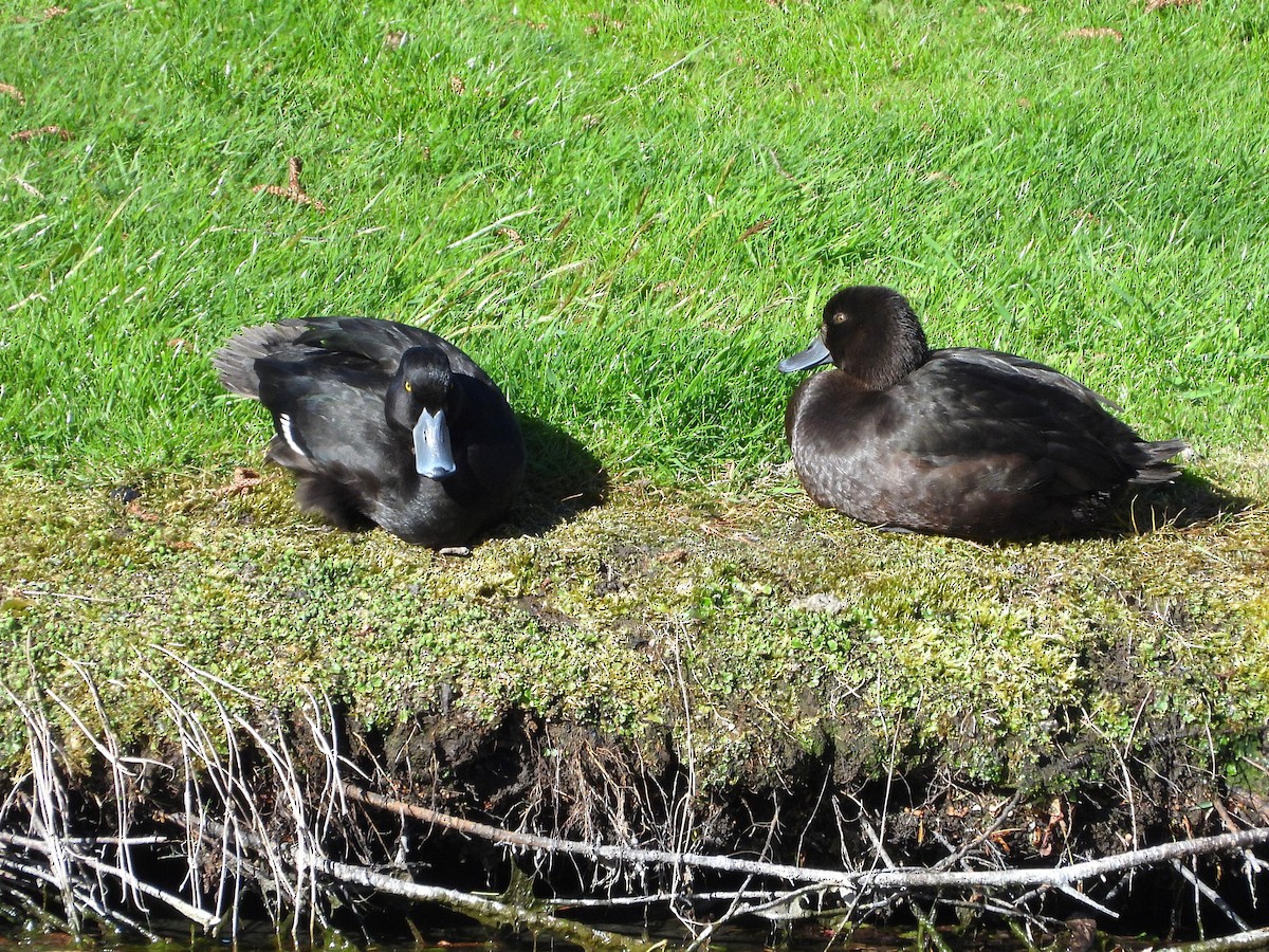 New Zealand Scaup - ML645641105