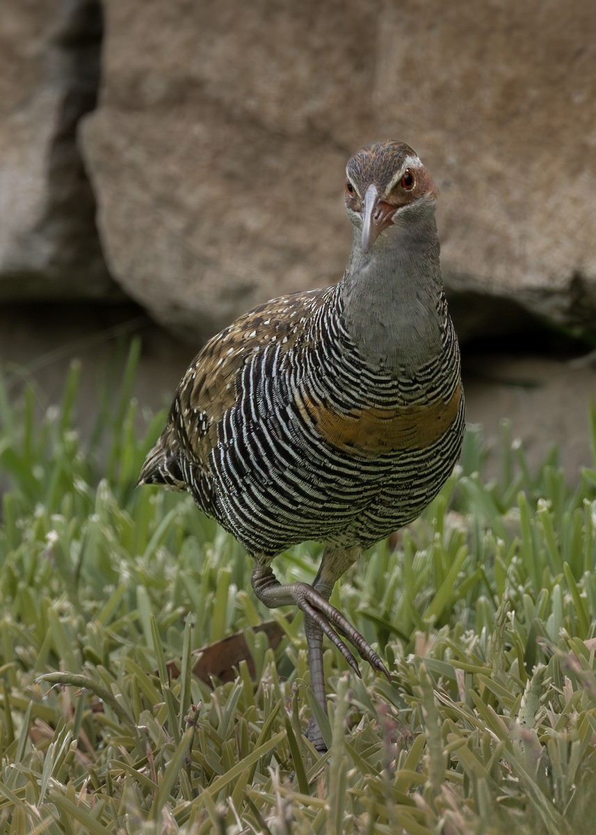 ナンヨウクイナ - ML645641112