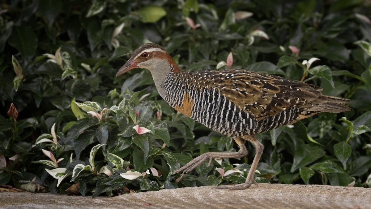 ナンヨウクイナ - ML645641113