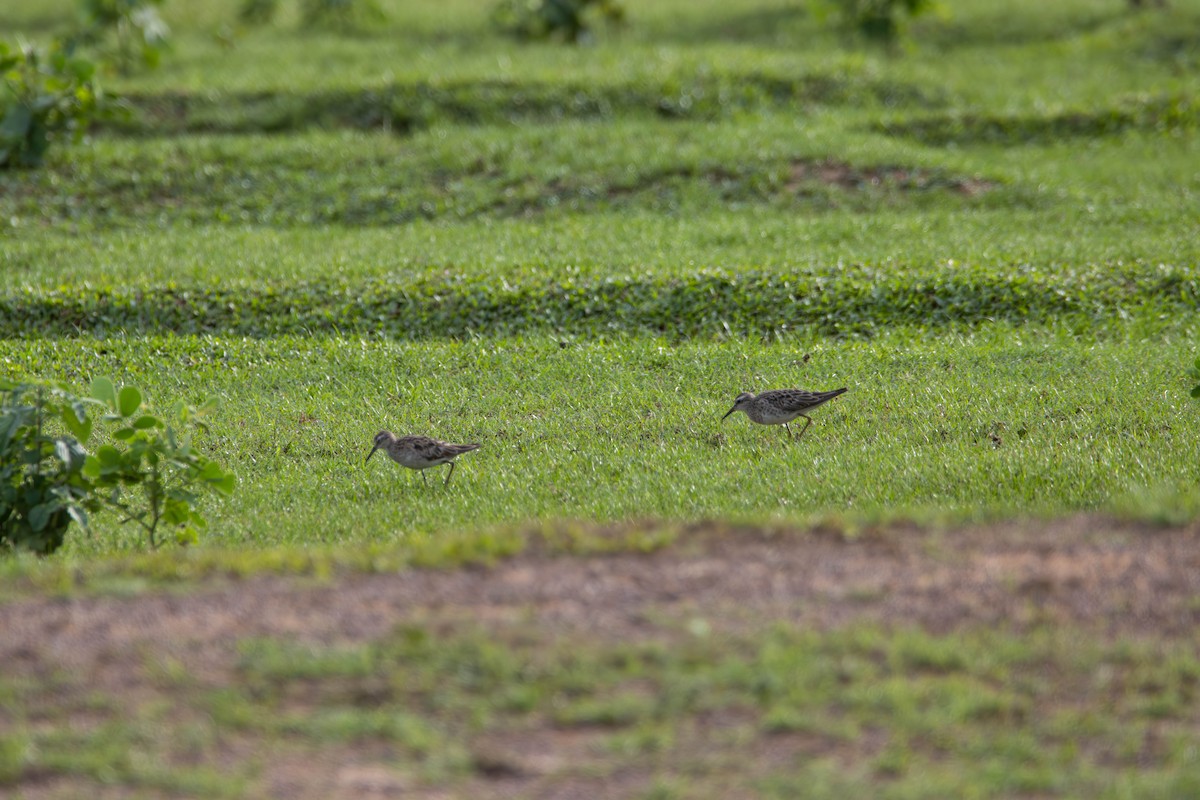 Sharp-tailed Sandpiper - ML645641123