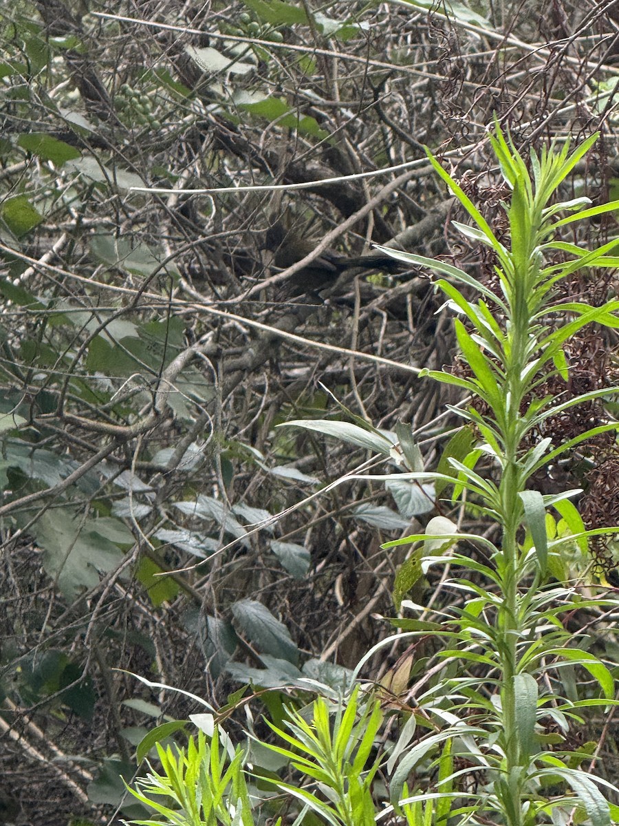 Eastern Whipbird - ML645641127