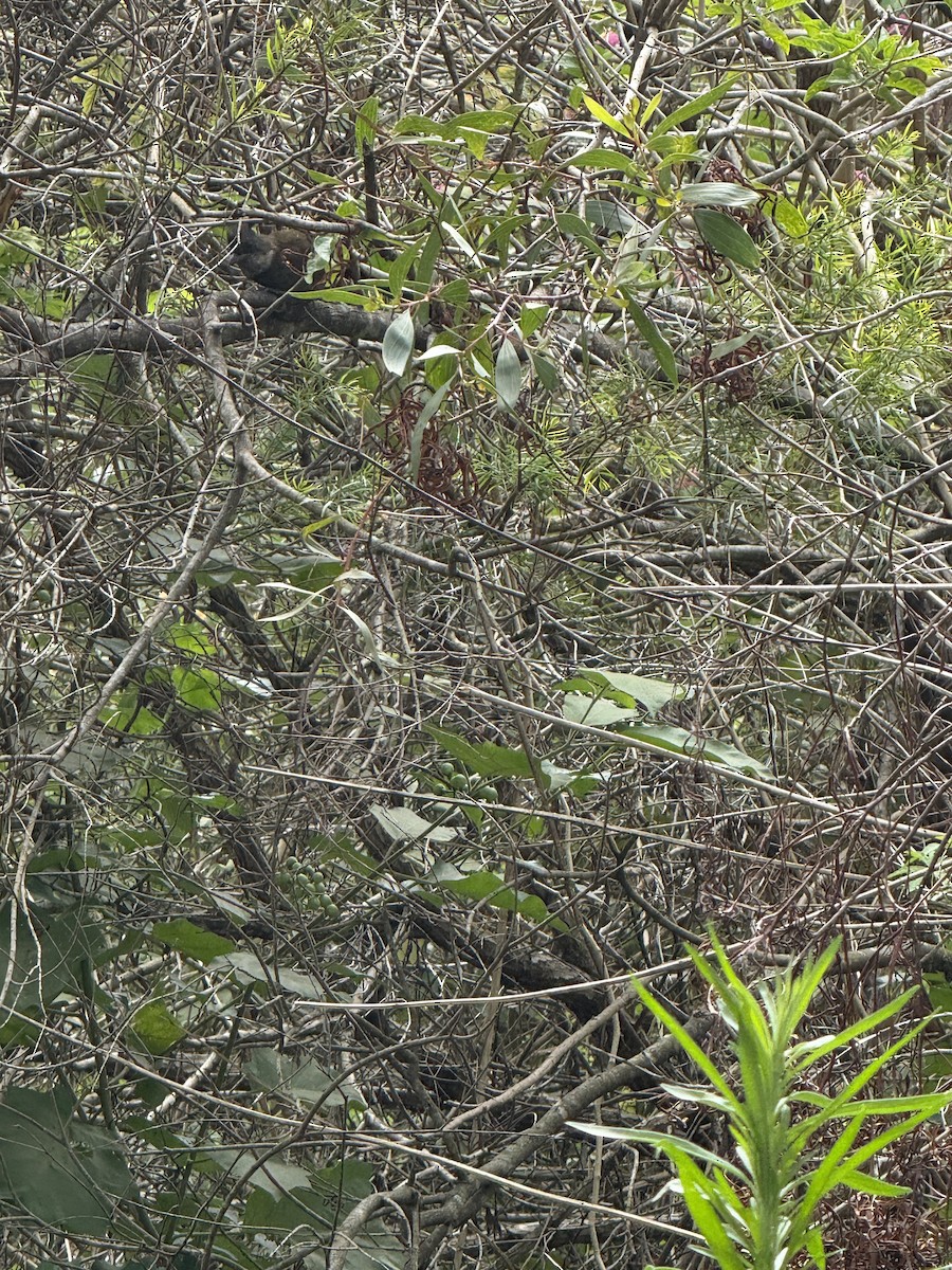 Eastern Whipbird - ML645641128