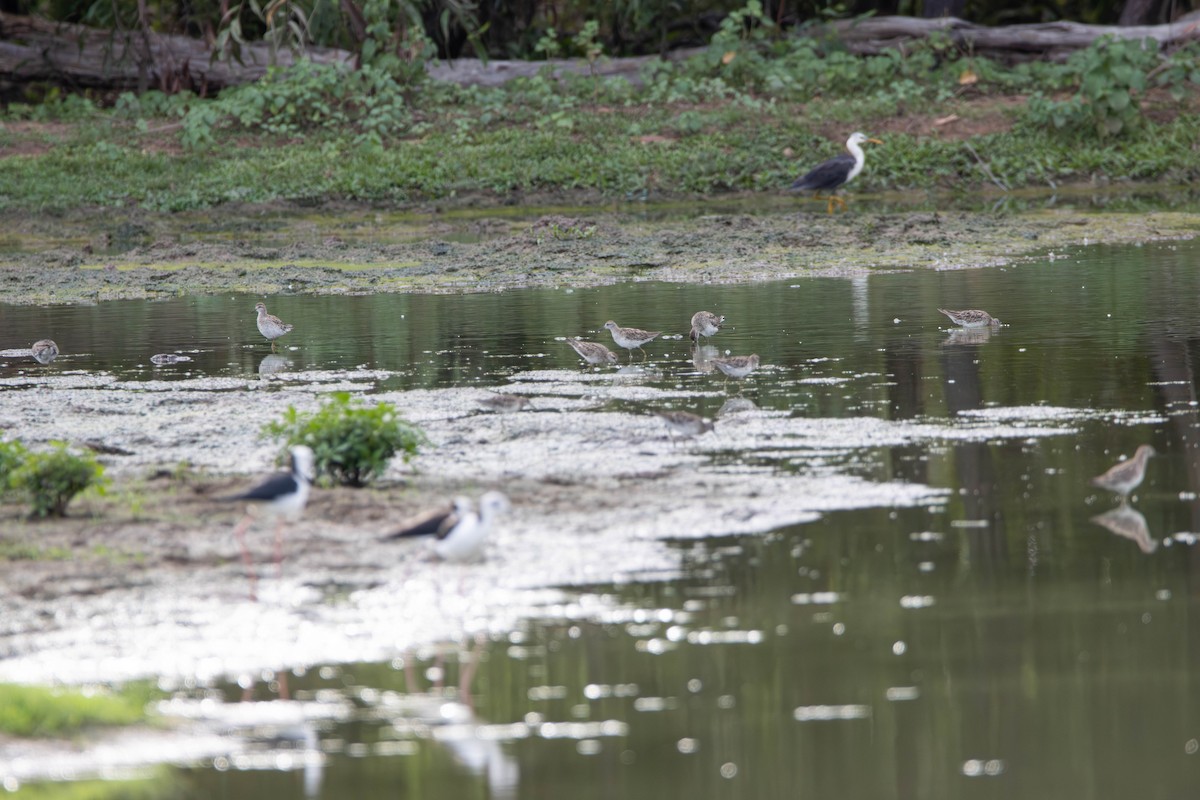Sharp-tailed Sandpiper - ML645641130