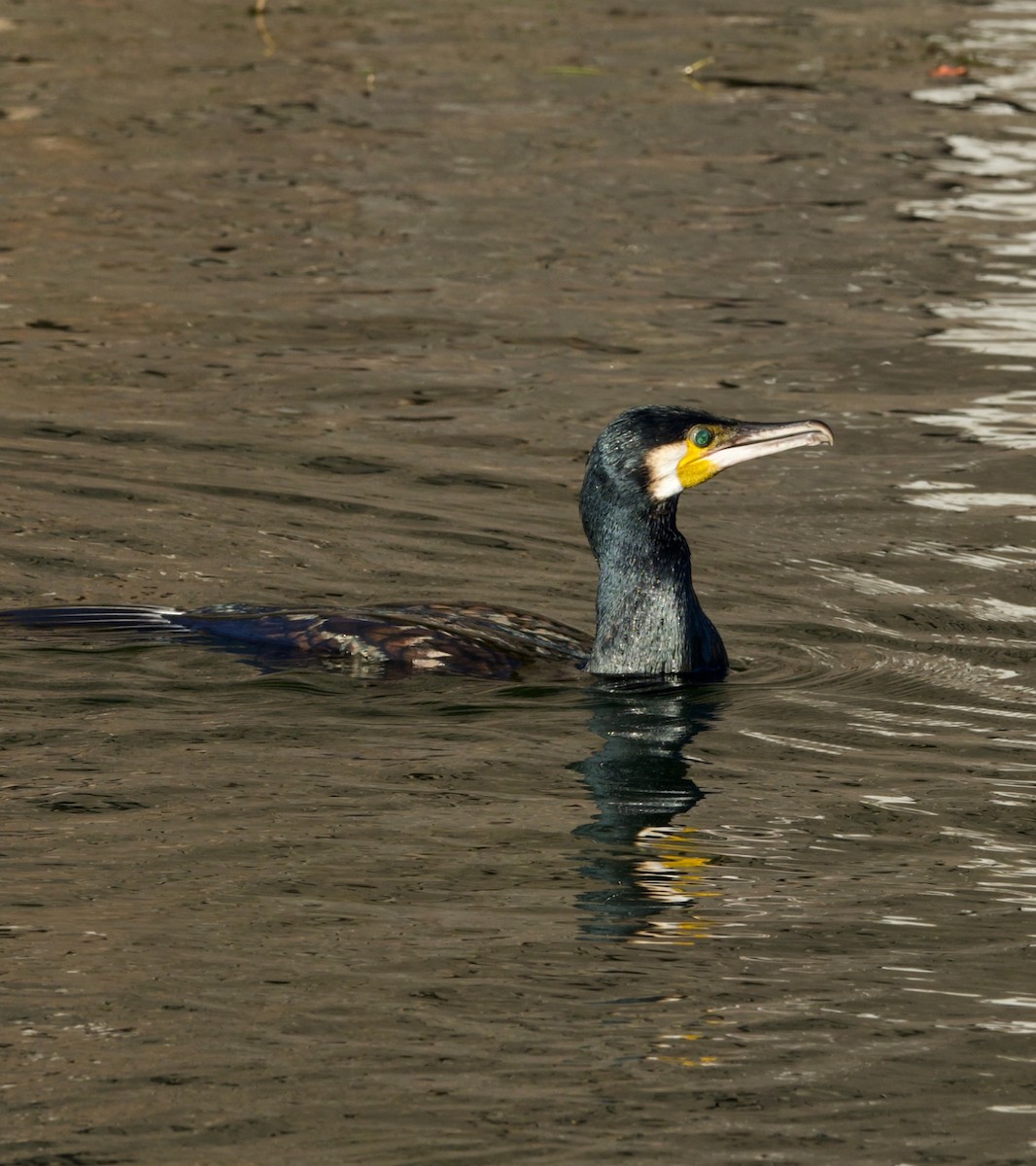 Great Cormorant (Eurasian) - ML645641131