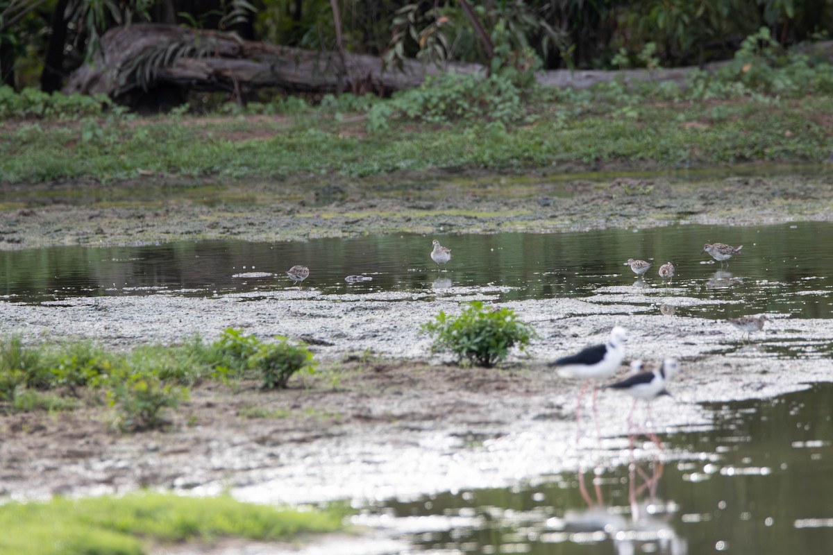 Sharp-tailed Sandpiper - ML645641136