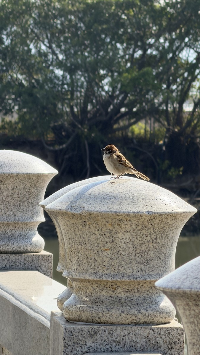 Ağaç Serçesi - ML645641144