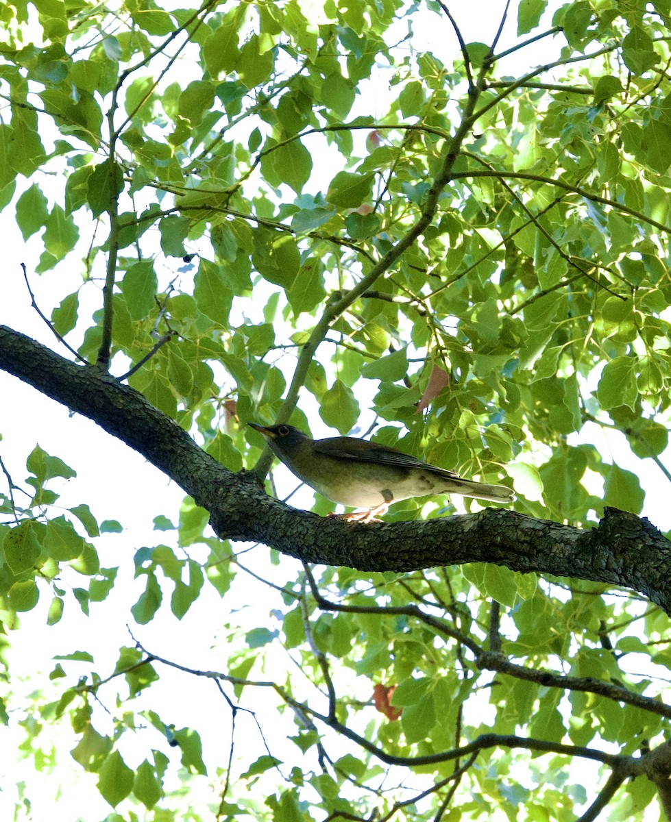 Pale Thrush - ML645641145