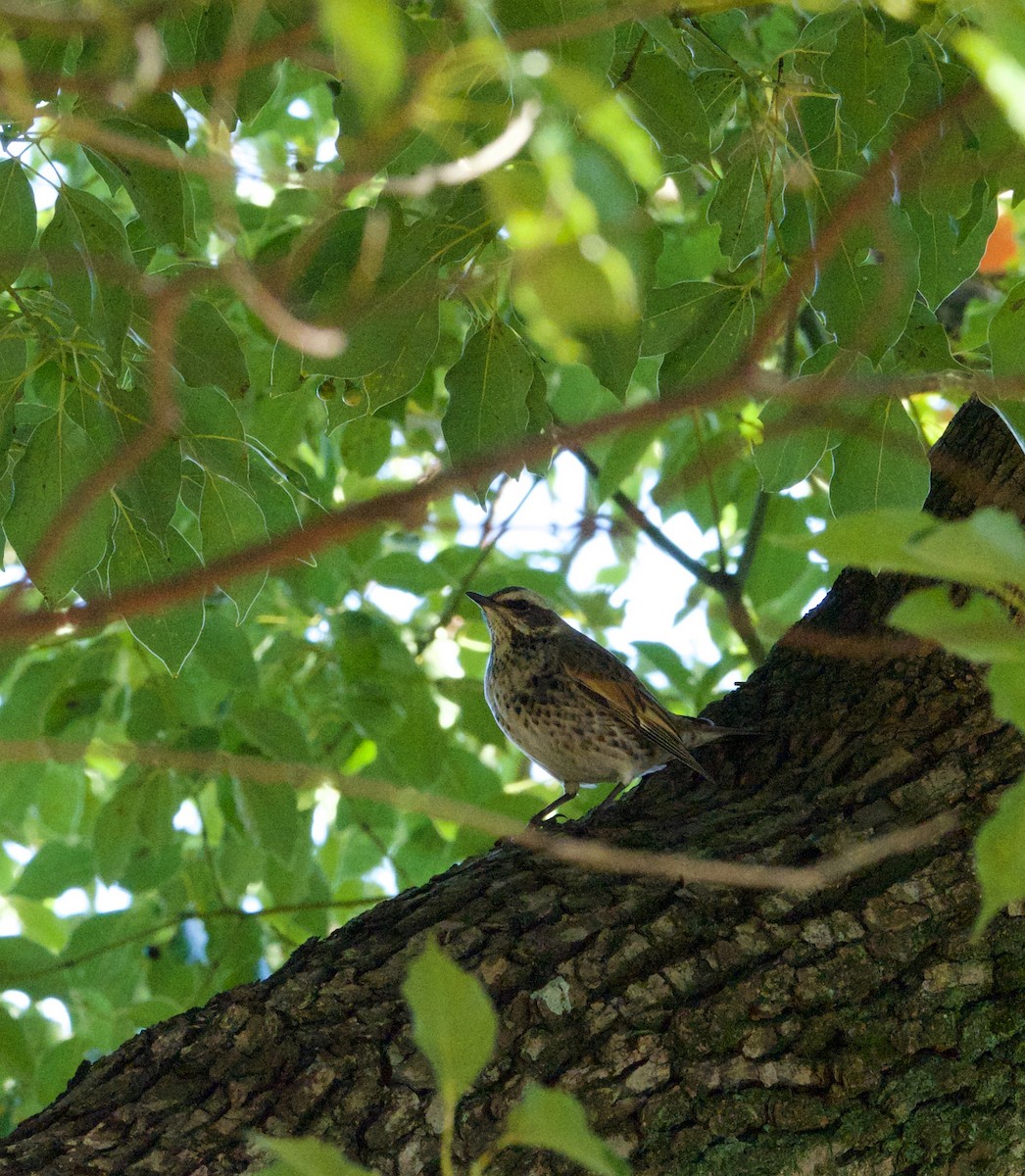 Dusky Thrush - ML645641153
