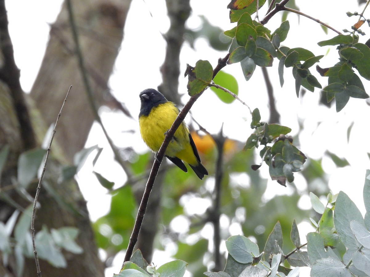 Yellow-bellied Siskin - ML645641157