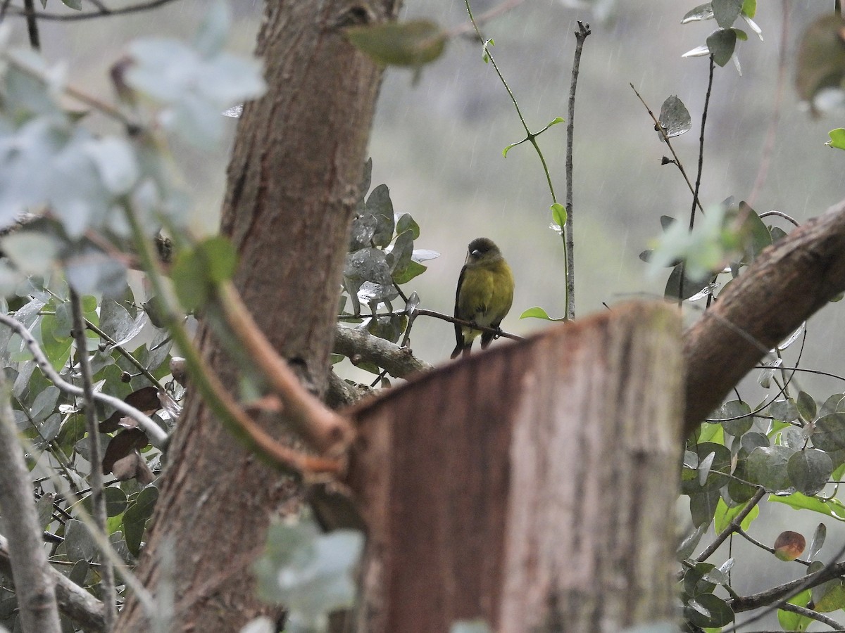 Yellow-bellied Siskin - ML645641158