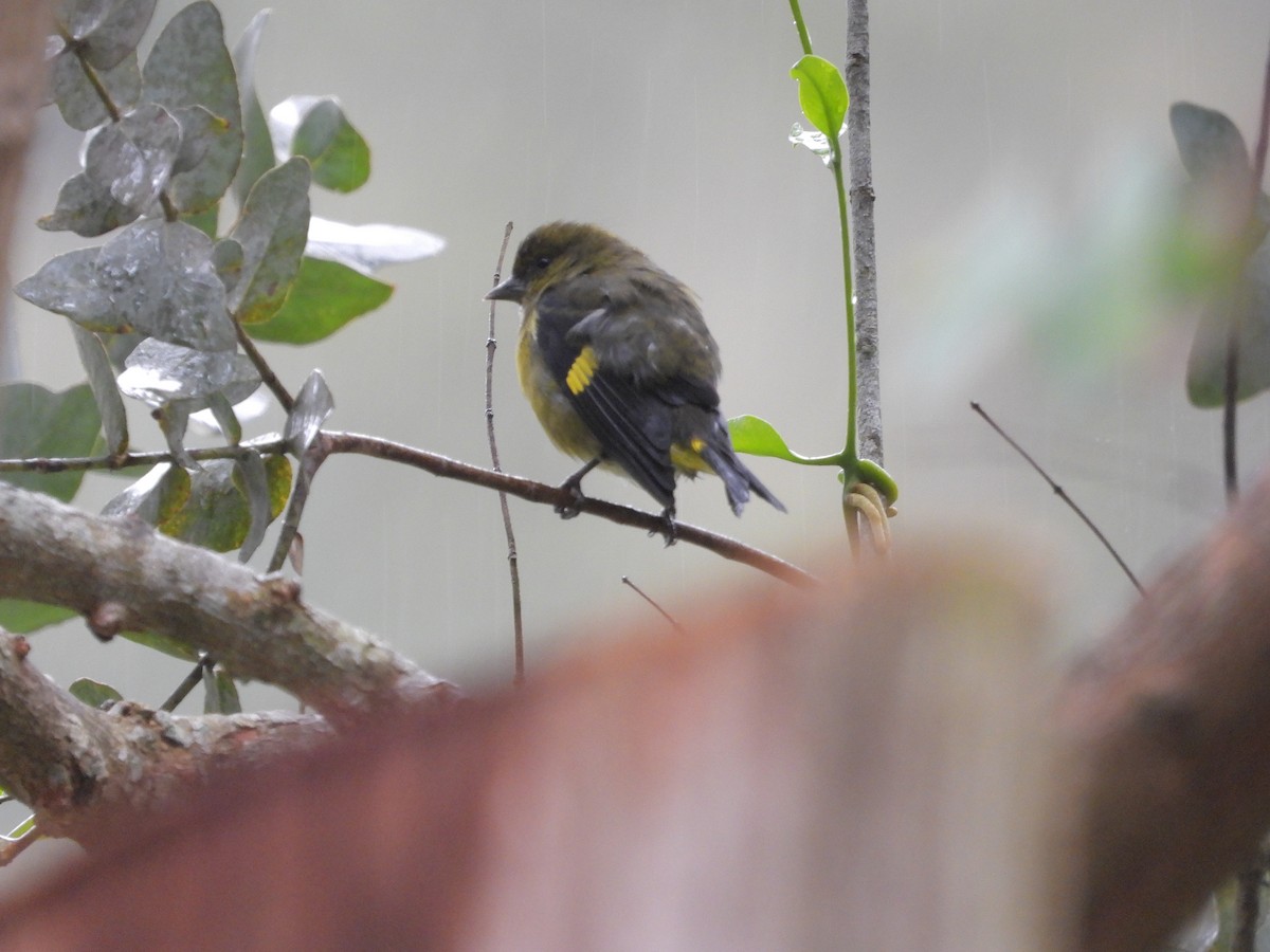 Yellow-bellied Siskin - ML645641159
